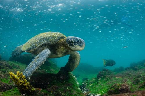 Galapagos