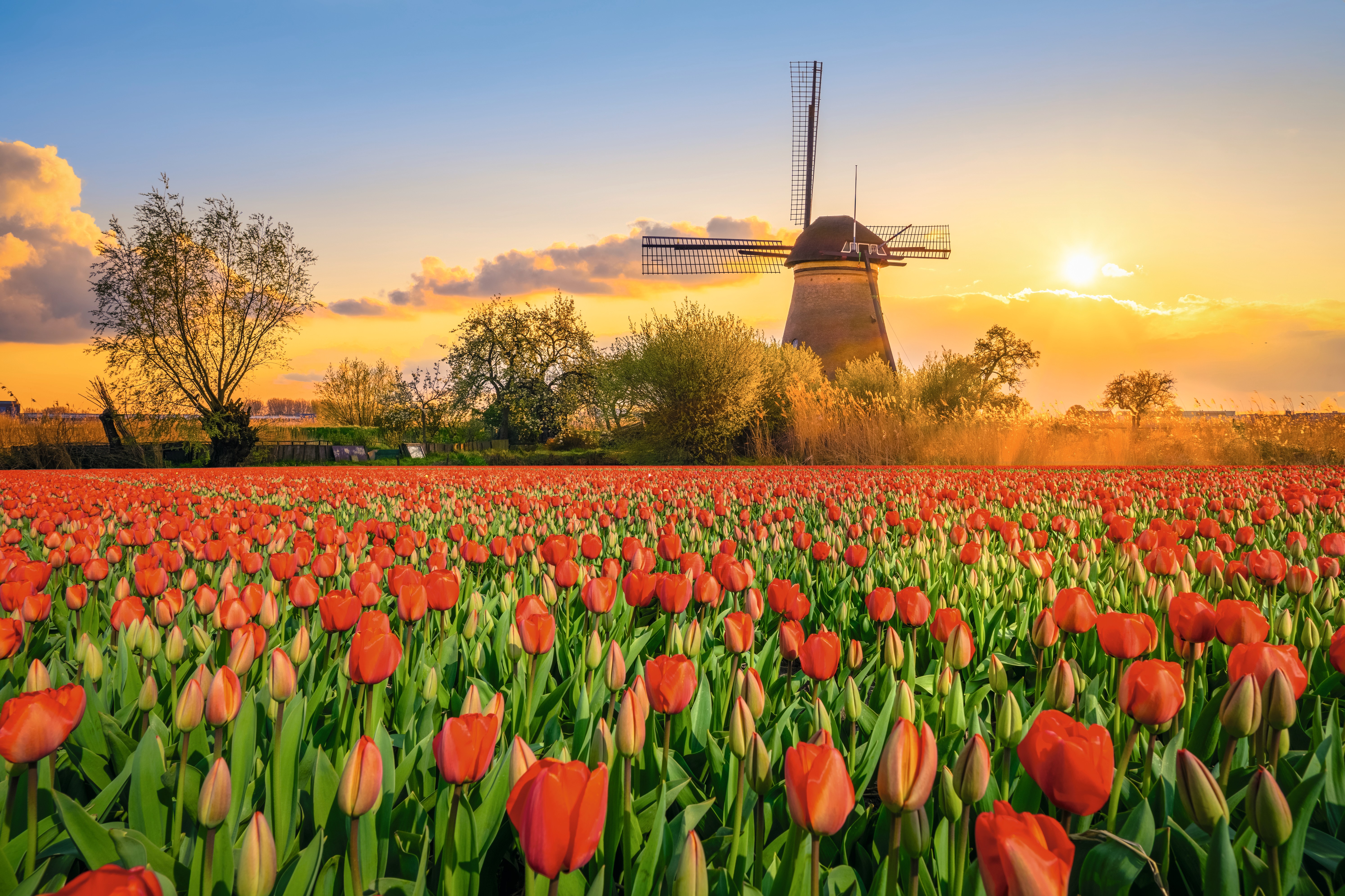 Lueftner_Cruises_Amadeus_Netherlands_windmill_tulips__c_LU1388493917.jpg