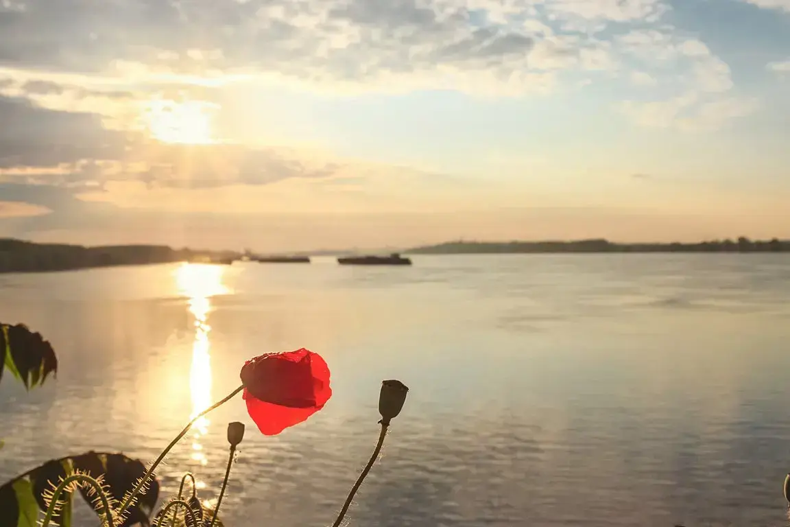 csm_DO_DLX_DONAUDELTA_MOHN_01_39L_53df36c4f0.webp