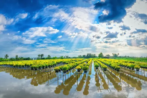 Шадек / Вьетнам