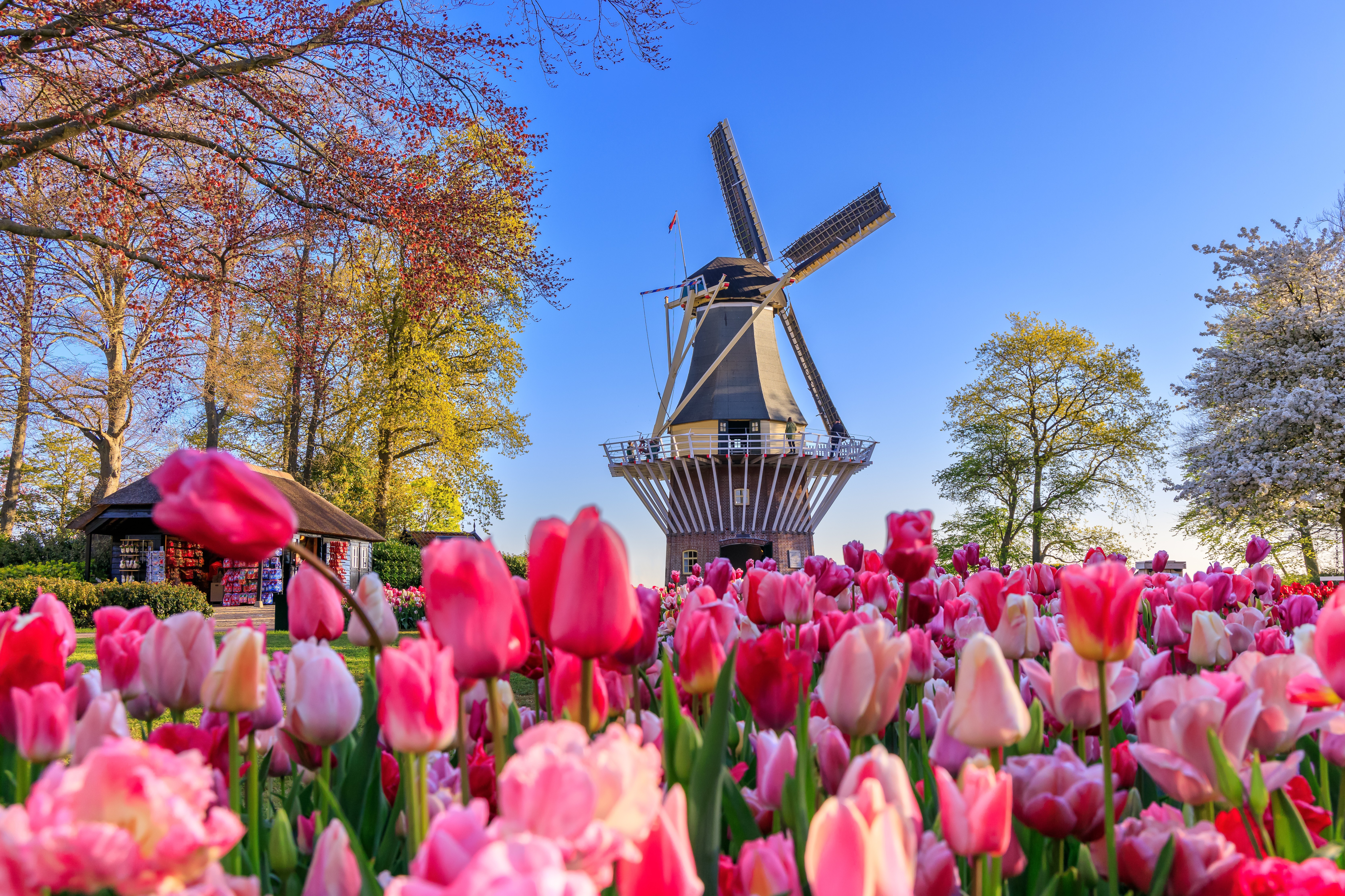 keukenhof-adobestock-504870498-2.jpeg