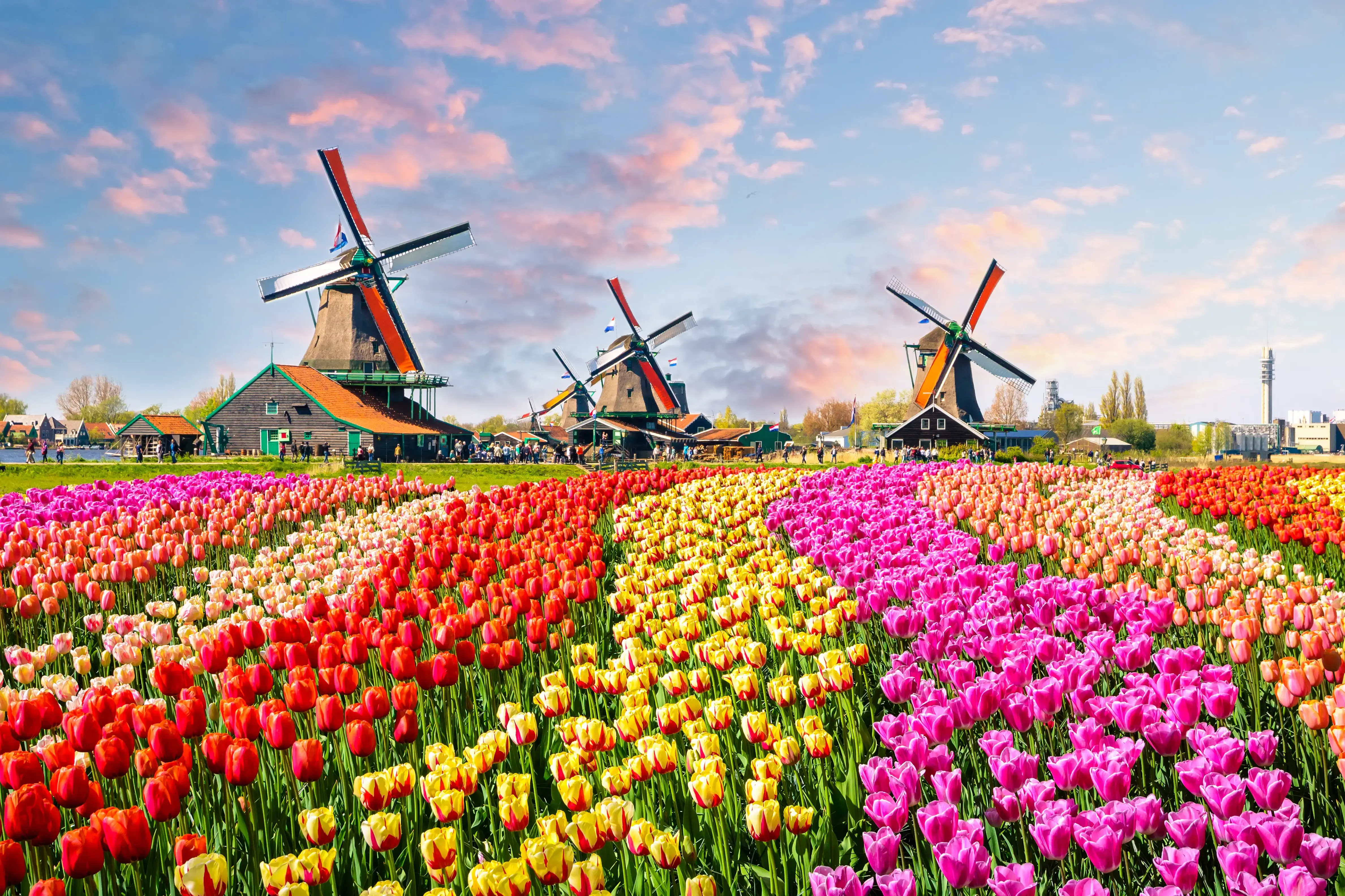 tulpen-adobestock-137139944.webp