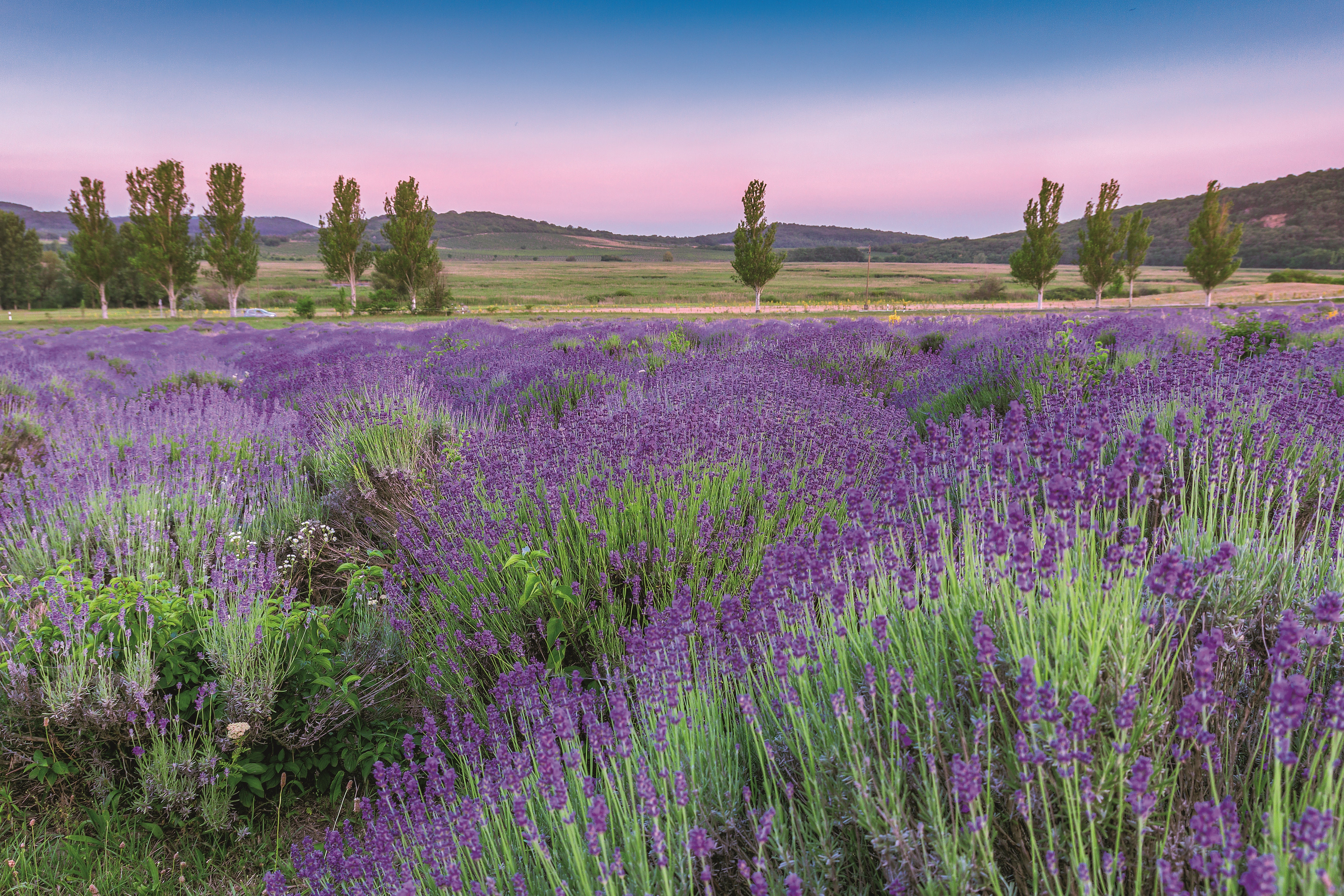 Lueftner_Cruises_Amadeus_France_Rhone_Saone_Provence_Lavender__c_LU129171011.jpg