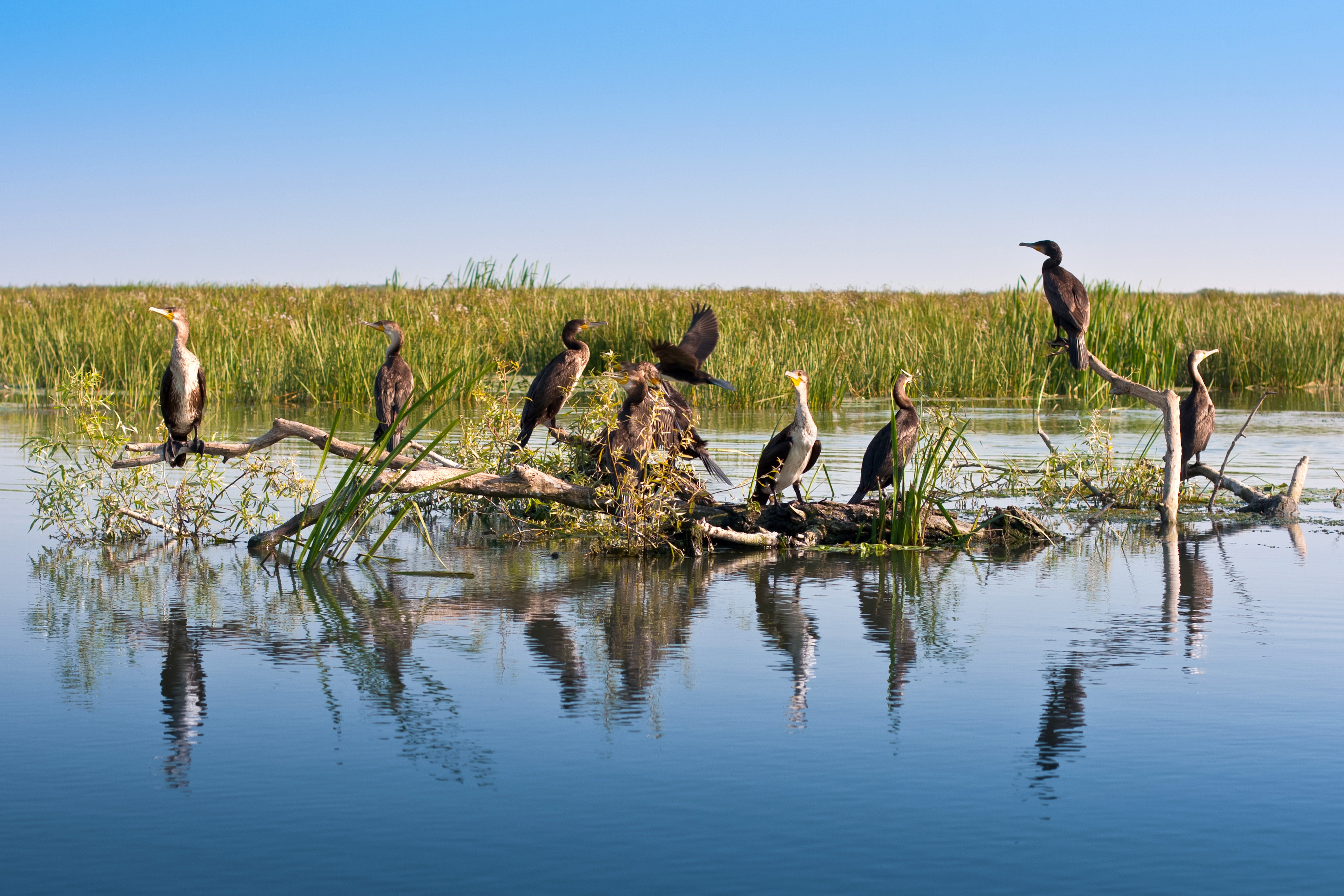 Lueftner_Cruises_Amadeus_Romania_Danube_Delta_birds__c_.jpg